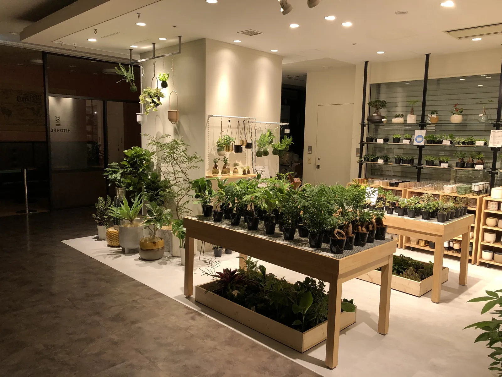 HITOHACHI　植物店 写真5